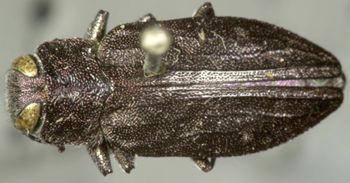 Media type: image;   Entomology 8119 Aspect: habitus dorsal view